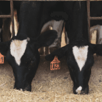 Rastreabilidade no agro com João Eustáquio De Almeida Junior: como garantir segurança e confiança em negócios cada vez mais exigentes.