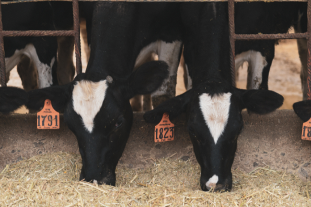 Rastreabilidade no agro com João Eustáquio De Almeida Junior: como garantir segurança e confiança em negócios cada vez mais exigentes.