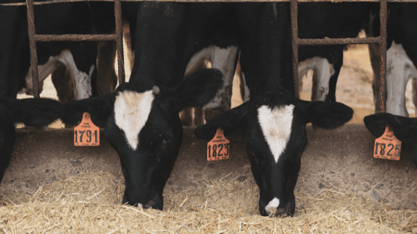 Rastreabilidade no agro com João Eustáquio De Almeida Junior: como garantir segurança e confiança em negócios cada vez mais exigentes.