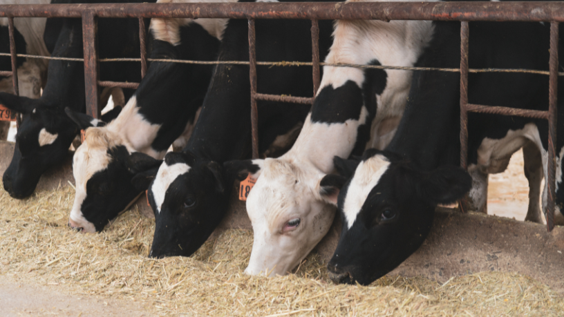 Proteção e transparência no setor agrícola com João Eustáquio De Almeida Junior, usando rastreabilidade eficiente para atender a um mercado rigoroso.